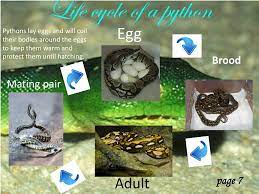ppt pythons powerpoint presentation