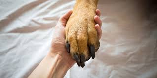clean your dog s paws with hand sanitizer