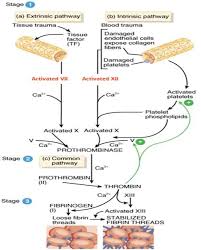 The Intrinsic And Extrinsic Pathways Of Blood Clotting
