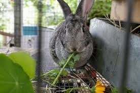 13 tips to raising rabbits for meat a