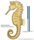 Image result for dried seahorse characteristics