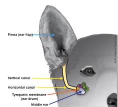 ois externa ear infections