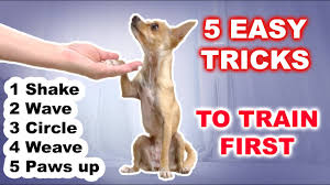 5 easy dog tricks you