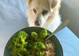 However, certain foods, such as meat for instance, are best fed cooked. What Dog Food Is Best For Diabetic Dogs K9 Web