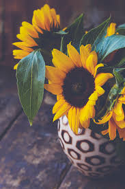 sunflower wallpapers for