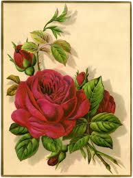 12 red rose images pictures and