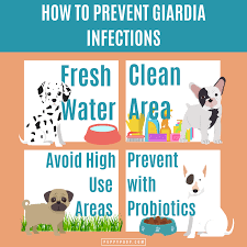 what is giardia in dogs how is giardia