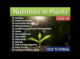 nutrition in plants cl 7 cl 7