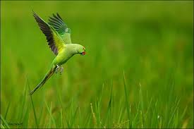 flying green parrot hd photo wallpaper