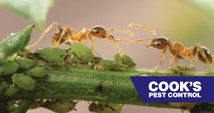 Bug depot | do your own pest control and lawn care with the same products that exterminators use. Ants Aphids And Elephants Oh My