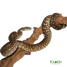 bredl s carpet python exotic reptiles