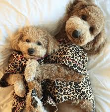 coziest dog pajamas your pup needs