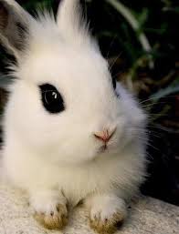 خرگوش جوجو^_^ 1