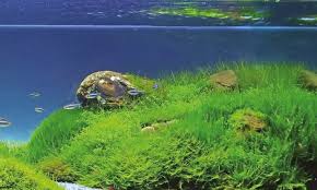 the right fertilisation for aquarium plants