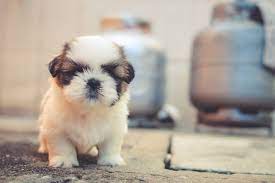25 free white cute puppies images