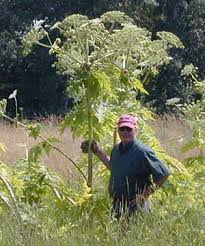 Giant Hogweed Umass Center For Agriculture Food And The Environment