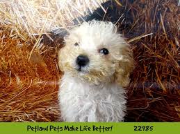 miniature poodle puppies petland pets