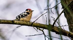 Maybe you would like to learn more about one of these? Lesser Spotted Woodpecker D Minor Woodland Trust