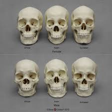 human male and female skulls african