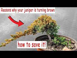 juniper bonsai turning brown how to