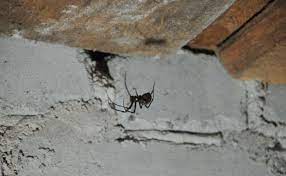 Keep Spiders Out Of The Basement