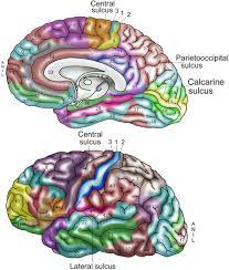 cingulate sulcus an overview
