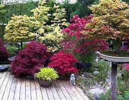 5 Best Trees For Small Gardens Wise