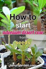 how to start adenium desert rose from seeds