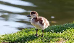 7 ways to tell if your duckling is cold