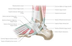 A tendon connects muscle to bone. The Leg Ankle And Foot Amboss