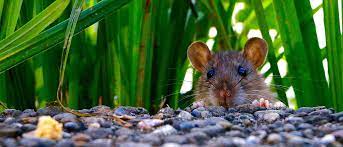 How To Get Rid Of Rats In Garden