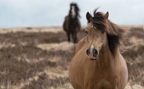 feeding the late pregnant mare jenquine