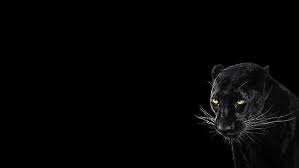 Find images of black background. Hd Wallpaper Panther Black Background Cool Animal 2560x1440 Wallpaper Flare