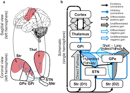 changing pattern in the basal ganglia