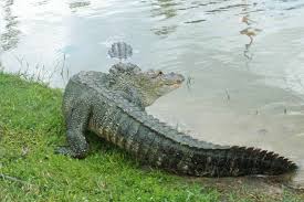 LeBlanc: Alligators range right here at home