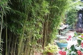 Nj Bamboo Landscaping Bamboo Plants