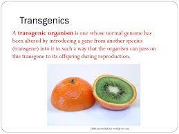 The transgene is simply the dna from another species or it can be also an rdna from the same species. Blueprint Of Life Topic 23 Transgenic Species Ppt Download