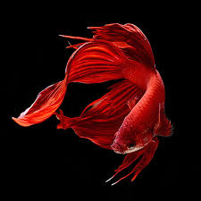 hd wallpaper red betta fish colorful