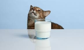 can cats drink milk everything you