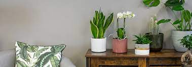 Our Top 10 Most Popular House Plants