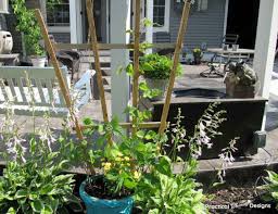 5 Gallon Bucket Planter For Your Garden