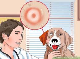 home remes for ringworm in dogs