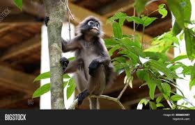 However, dusky leaf monkeys have occasionally been observed in singapore. Kedah Langkawi Image Photo Free Trial Bigstock