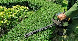 When To Cut Hedges When Is The Best