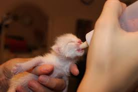 month old kitten bottle feeding kittens