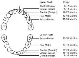Schneider Dental 317 598 9380 Fishers Indiana Dental Care