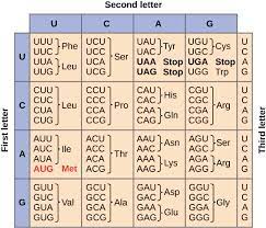 the genetic code codon table article