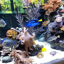 Anchor Aquarium Service gambar png