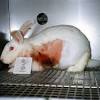 Should animal testing be banned?