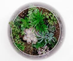 grow a terrarium bottle garden